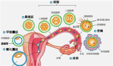 人工授精
