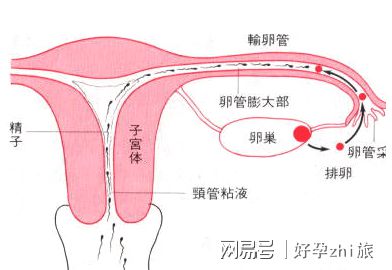 常德试管婴儿
