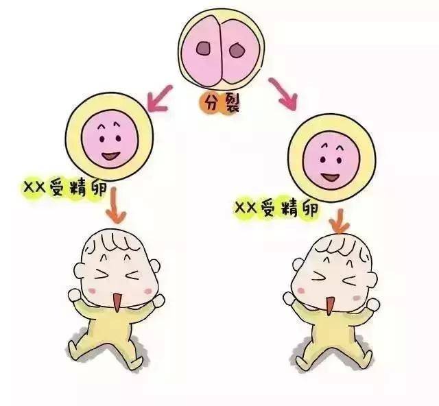 二代试管婴儿
