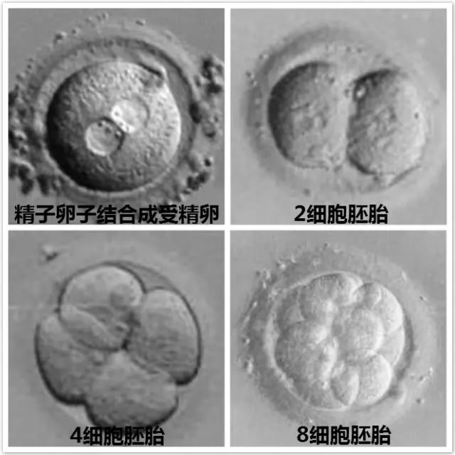 广州不孕