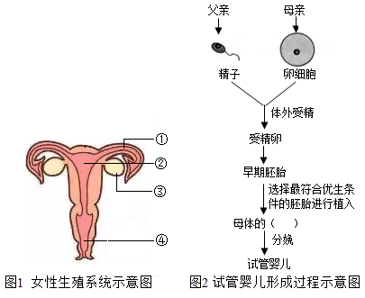 妇幼试管婴儿
