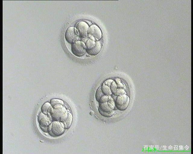 智商