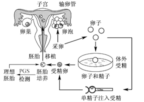 供卵