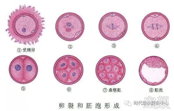 供卵试管婴儿