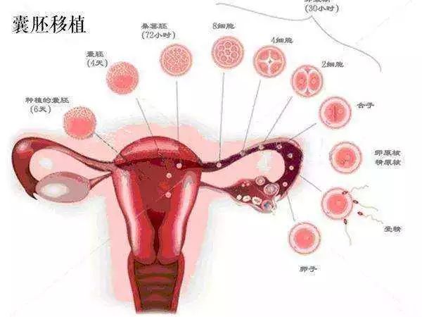 供卵试管婴儿