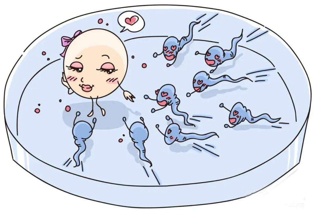 试管婴儿供卵