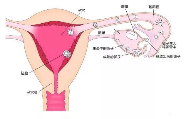 供卵