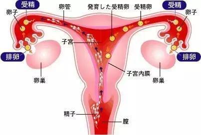 供卵试管婴儿