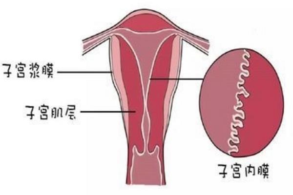 供卵有孕母的基因吗